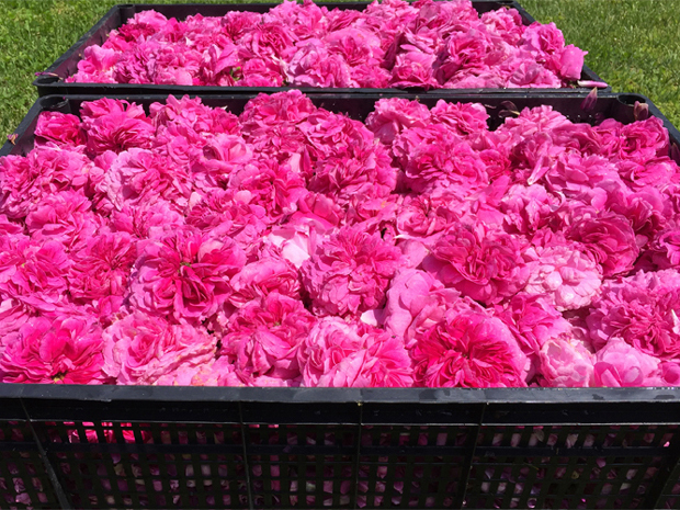 Протетичар за слушне апарате прави јединствени специјалитет: Слатко од латица ружа за цео свет