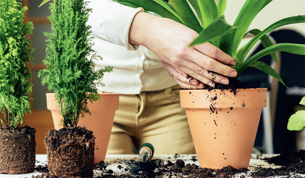 Ослободите се напетости уз биљке: Пресадите саксијско цвеће