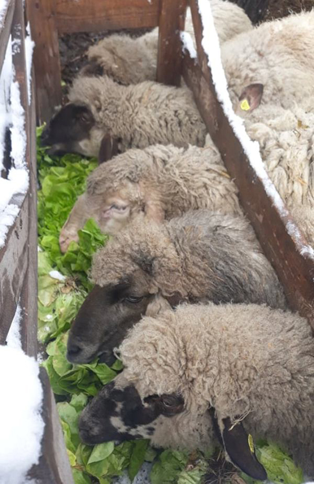 Затворене пијаце, губе на стотине евра, зелену салату појеле овце