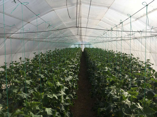 Спавају у пластенику, чувају род и зараду: Повртари брину да ли ће наћи купце