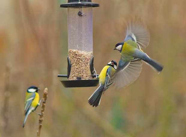На хранилицама 12.000 птица: Одлучени победници првог такмичења Друштва за заштиту и проучавање