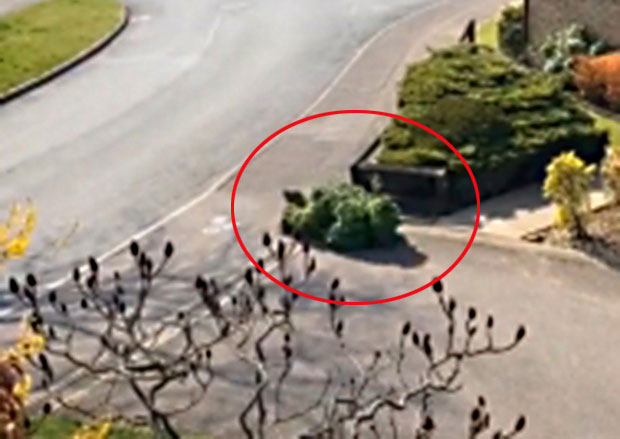 Смислио оригинални начин да прекрши правила карантина: У куповину иде маскиран као жбун! (ВИДЕО)