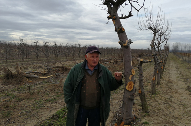 Туга на северу Војводине, воћари уништавају засаде ајдареда: Бачка одустаје од јабука, производња се не исплати