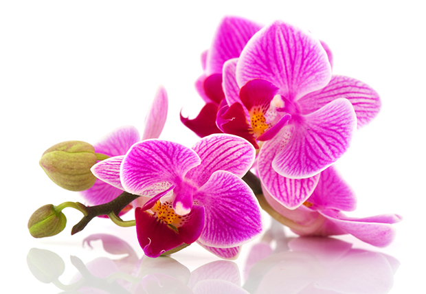 Да олакшају борбу против вируса корона: Орхидеје за болничко особље