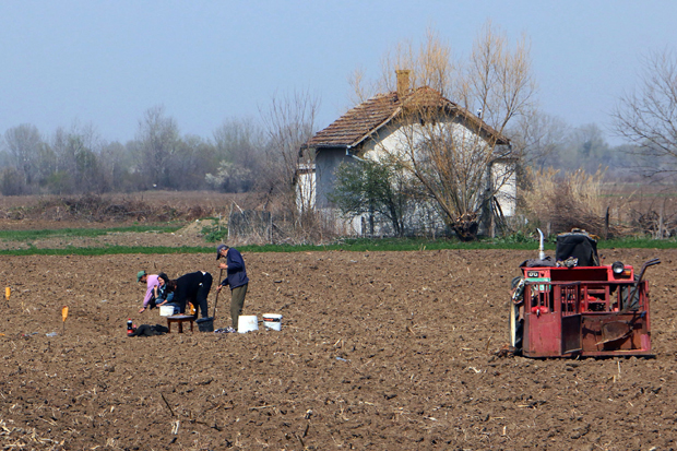 Посао на њиви уз радни налог: Газдинства ваде дозволе за сетву