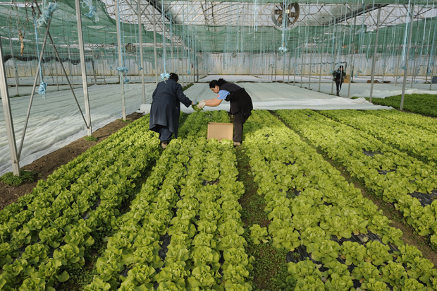 Предност српским ратарима: Могуће таксе на увоз воћа и поврћа