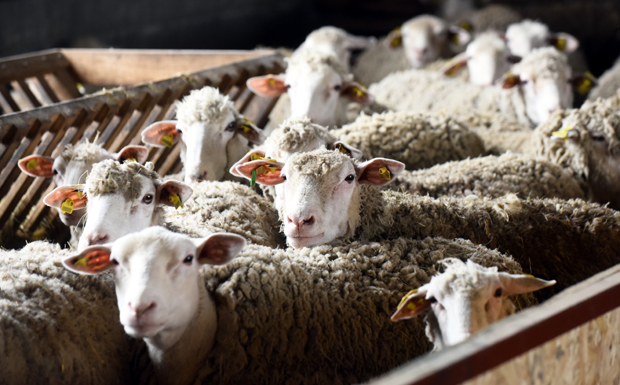 Задругама 600 милиона динара: Како ће се делити помоћ кад прође епидемија