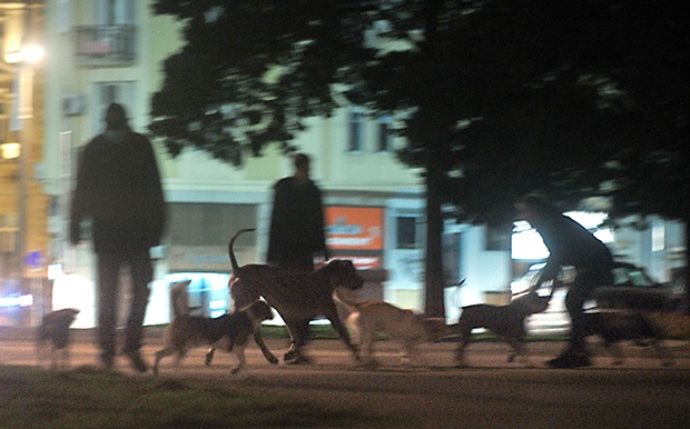 Добра вест за власнике љубимаца: Поред излазака сваке вечери, још један ванредни термин за шетњу паса