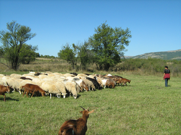 Старопланински сточари на новим великим мукама: Нико неће да купује пиротску јагњетину