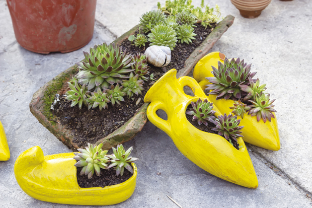 Лековита чуваркућа: Природни лек који помаже код менструалних болова, дијареје и чирева