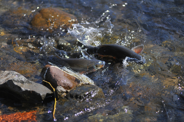 Природа не може да чека: Мрест скобаља у Рибници и другим планинским притокама Ибра