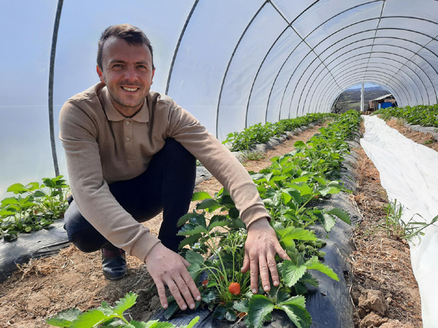 Јагоде нису за онлајн продају: Произвођачи брину због пласмана робе