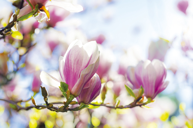 Припреме за нову цветну сезону су у току: Ево неколико практичних савета како да уредите башту