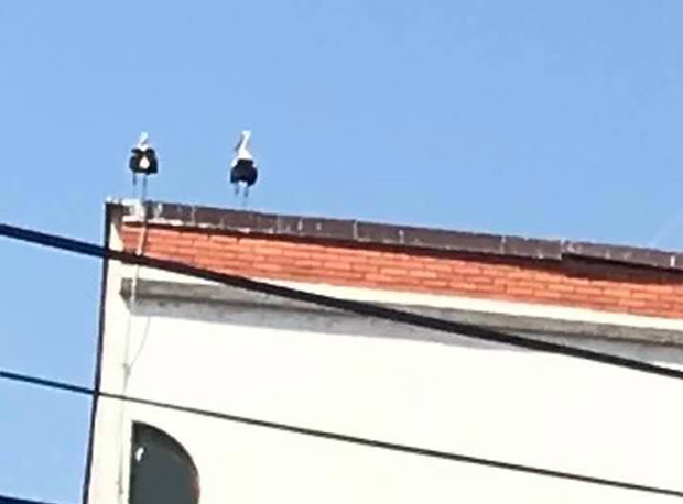 У Убу уништено једино гнездо белих рода: Пар птица које су превалиле 10.000 километара остао без станишта (ФОТО)