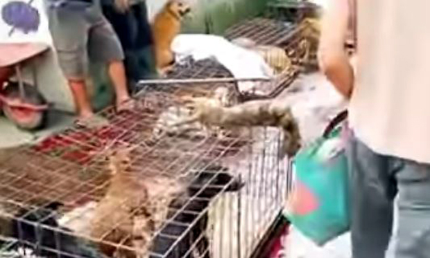 Животиње којима прети изумирање двоструко опасније за људе: Нови докази о повезаности експлоатације природе и пандемија (ВИДЕО)