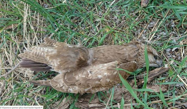 Друштво за заштиту птица: Код Бачке Тополе отровано 18 птица и животиња