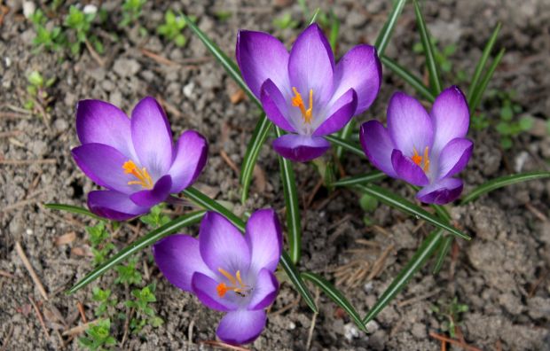 Шафран – јача имунитет, смањује стрес и топи килограме