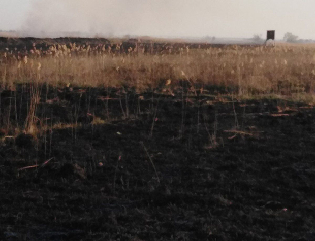 Подметнути пожар у Сајану код Кикинде уништио 200 хектара ловишта: Страдала младунчад, штета већа од 1,5 милиона динара (ФОТО/ВИДЕО)