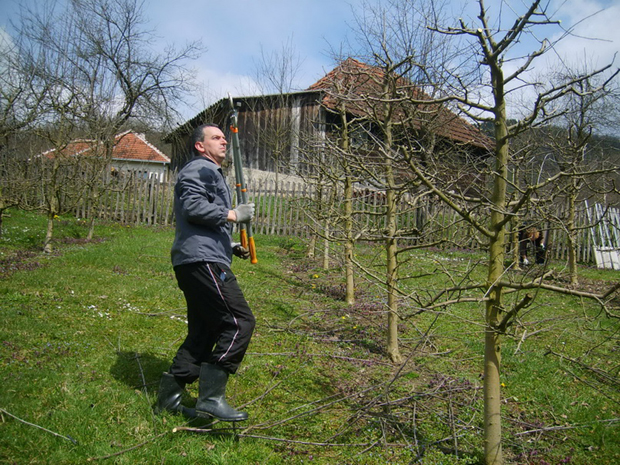 Муке воћара због полицијског часа: Радницима кратак дан
