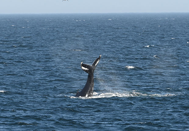 Сплићани поделили своје усхићење призором китова у Јадрану