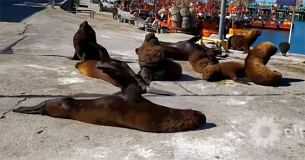 Морски лавови на улицама аргентинске луке (ВИДЕО)