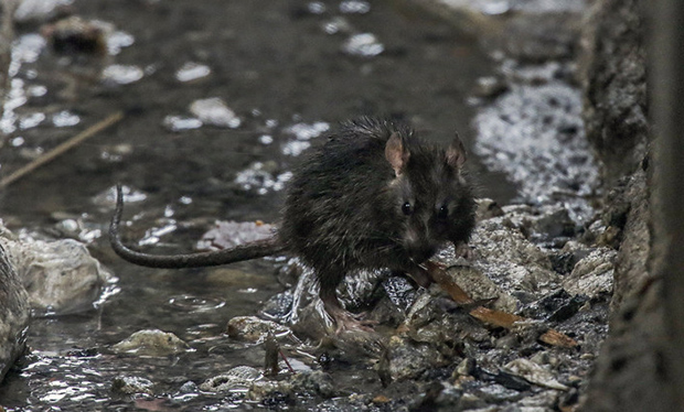 Врста која БРЗО ЕВОЛУИРА: Зашто су пацови једна од НАЈВЕЋИХ ОПАСНОСТИ након пандемије вируса корона?