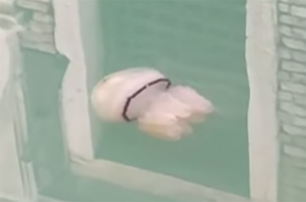 Нестварни призори у Венецији: Видљив животињски свет испод плаветнила мора, делфини изводе прави шоу-програм  (ВИДЕО)