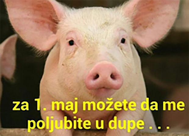 Можете да ме пољубите у...: Карлеуша окачила фотографију свиње, сви се питају да ли се она то руга Душку