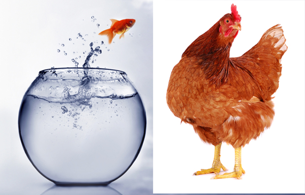 Рибице, кокошке, играчке: Шпанци шетају необичне кућне љубимце