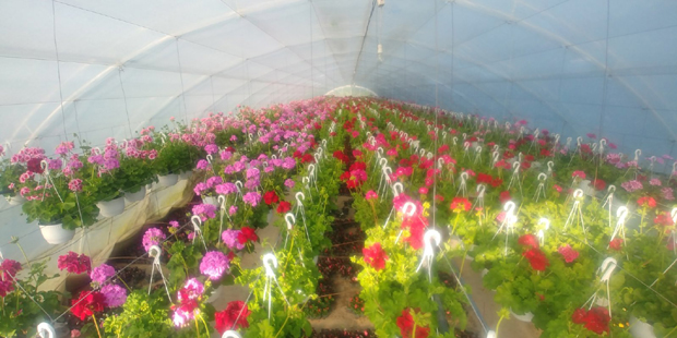 Због вируса корона посао готово стао, мања потражња и поред нижих цена: Цвећари неће опстати без помоћи 