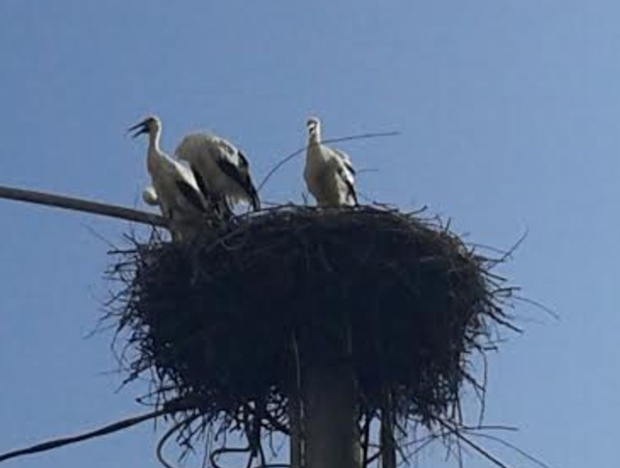 У граду на Лиму мало ко их је очекивао овог пролећа, а оне се вратиле - после девет година: Роде јаче од вируса