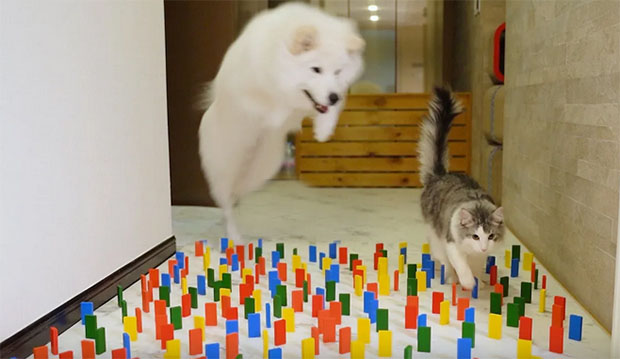 Пандемија показала ко је пажљивији, пси или мачке (ВИДЕО)