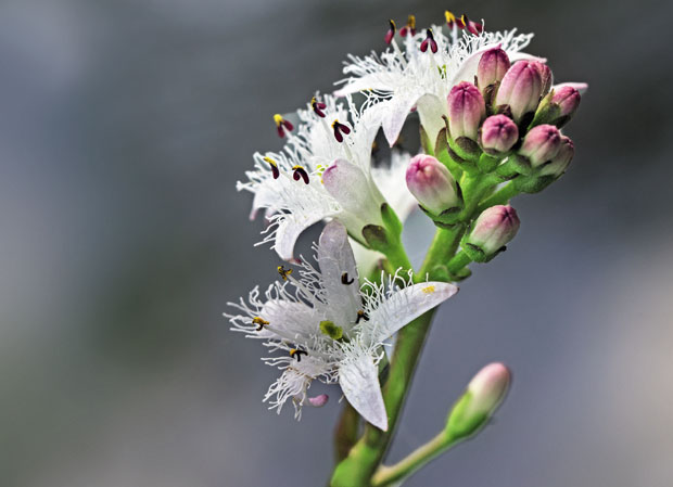 Лек из природе: Горка детелина ублажава костобољу