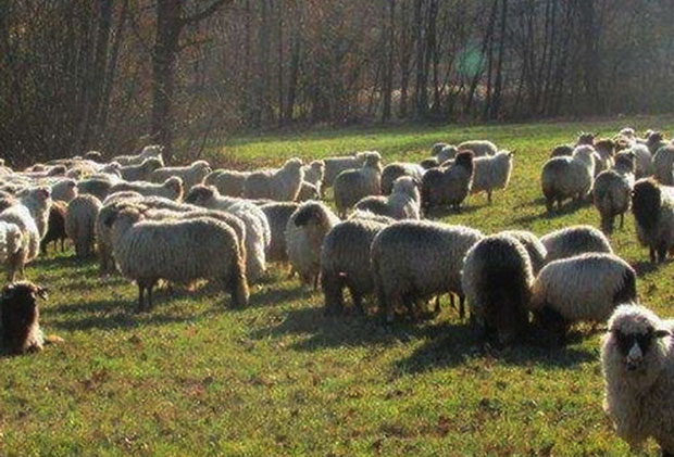 Оживели скоро опустеле ливадама и пашњаке: Косјерићки крај богатији за хиљаду оваца