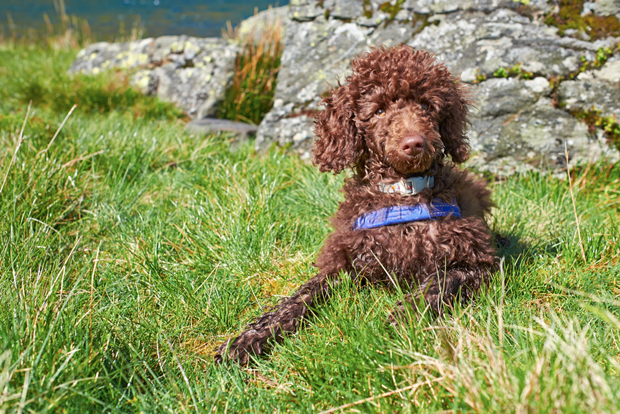 Преслатки пас победио власницу у друштвеној игри и одушевио интернет (ВИДЕО)