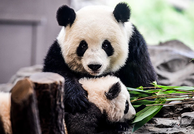 Холандија: Џиновска панда родила младунче