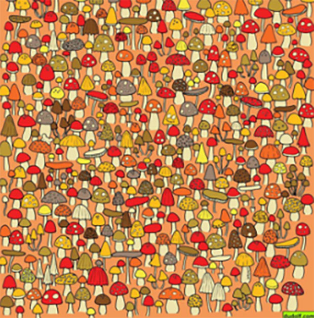 Ретки су га уочили, можда баш ви имате око соколово: Да ли међу овим печуркама можете да пронађете једног миша?