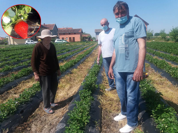 Код Шапца стартује берба првих овогодишњих јагода: Слатки и плодови и зарада
