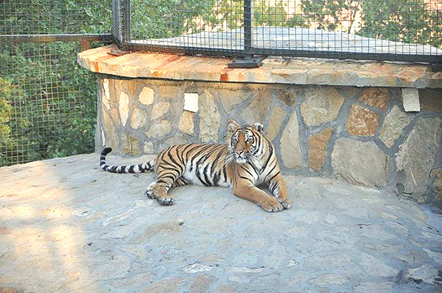 Борски Зоо врт поново отворен за посетиоце, у наредне две недеље улаз бесплатан