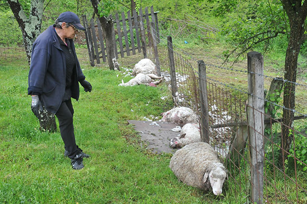 Крвави пир паса луталица код Краљева: Преклали стадо оваца