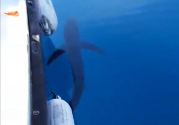 Нестваран призор код Будве: Велика ПЛАВА АЈКУЛА изненадила рибаре! (ВИДЕО)