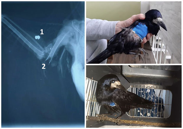 Ко пуца на гавране у Новом Београду? (ФОТО)