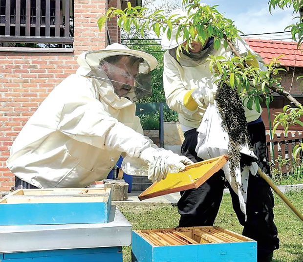 Исплатив хоби и уносна зарада: Пчеларством се бави око 30.000 домаћина 