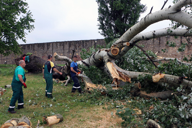 Олуја у Смедереву срушила тополу стару више од пола века