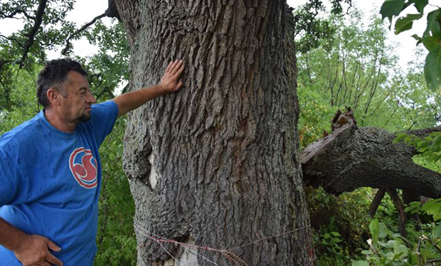 БОЖЈА ОПОМЕНА? Храстови код Јагодине ПАДАЈУ, а мештани говоре о ЗАПИСУ СТАРОМ 250 ГОДИНА