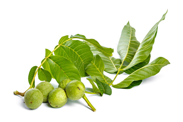 Oрахов лист против реуме, чирева, осипа...