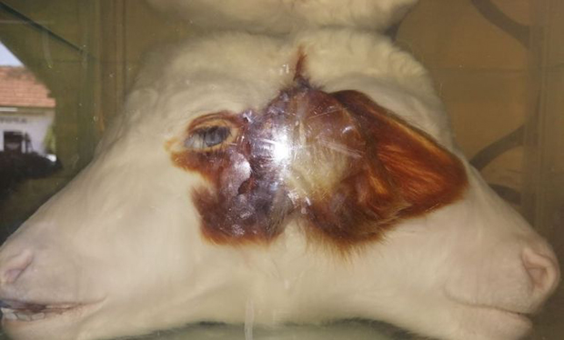 И даље покушавају да сакрију! Откривена МИСТЕРИЈА зашто се пре 12 година код Бујановца родило ДВОГЛАВО ТЕЛЕ