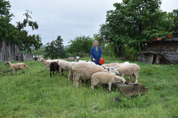 Градислава плеше са вуковима: Инжењер рударства 17 година живи у трошној појати