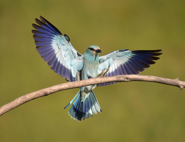 Модроврана из Србије прелетела до Намибије!