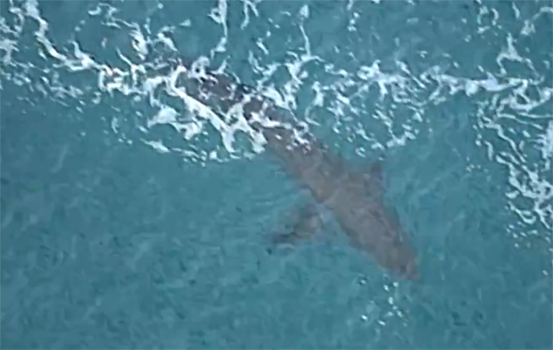 Велика бела ајкула РАСКОМАДАЛА мушкарца: Неколико сурфера је покушало да извуче човека, али је он убрзо ПРЕМИНУО (ВИДЕО)